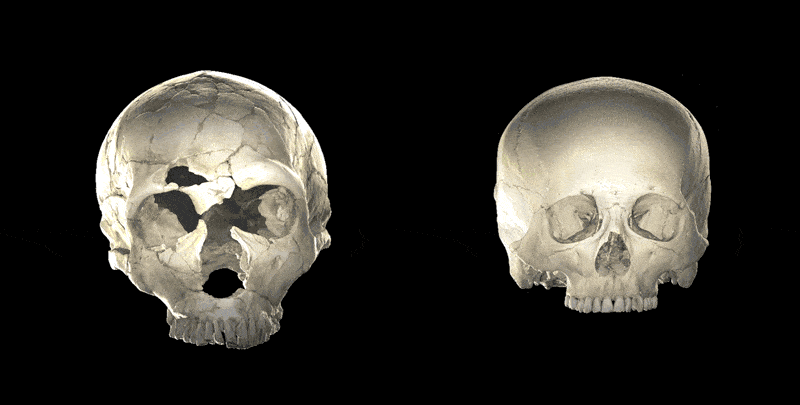 neanderthal brain