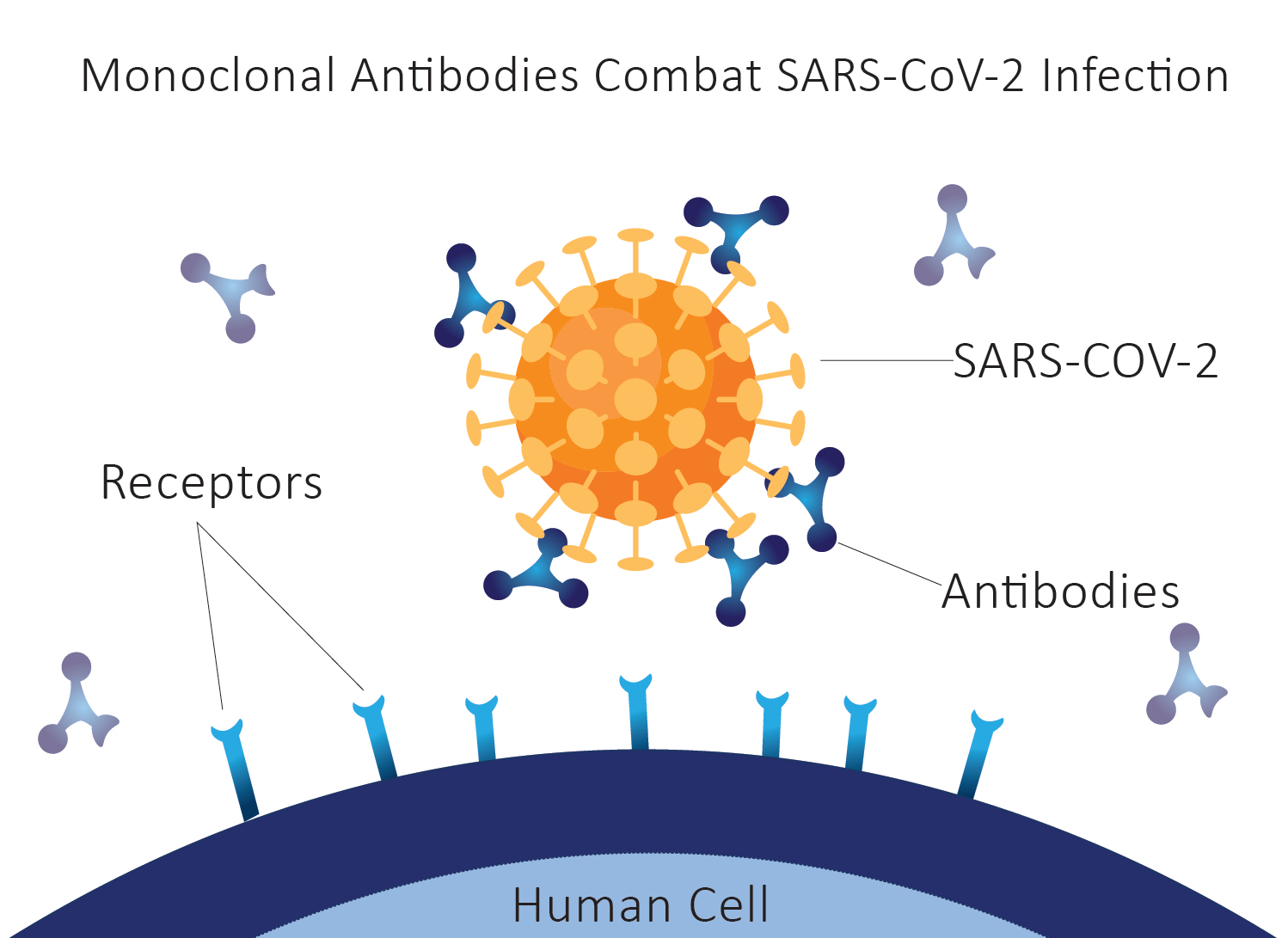 Monoclonal-Antibodies-Combat-SARS-CoV-2-Infection