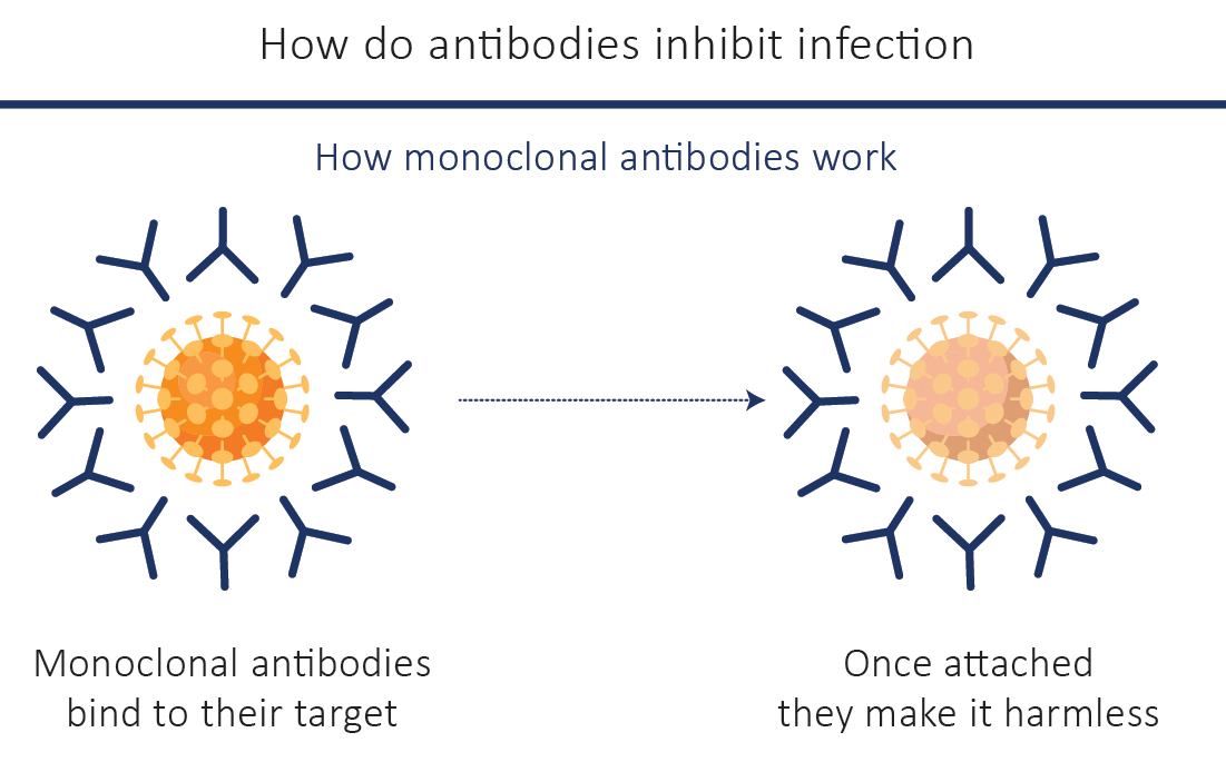 Monoclonal Antibodies as a Treatment Therapy for COVID19