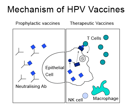 mechansm-of-hpv-vaccines
