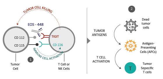 t-cell-immunoglobulin-and-itim-domain-tigit-mechanism-of-action-tigit