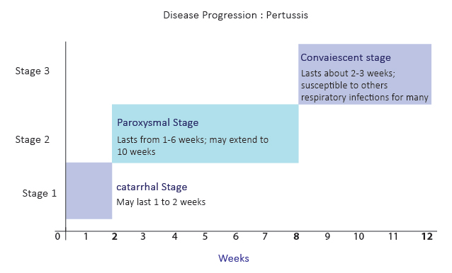 stages-of-pertussis