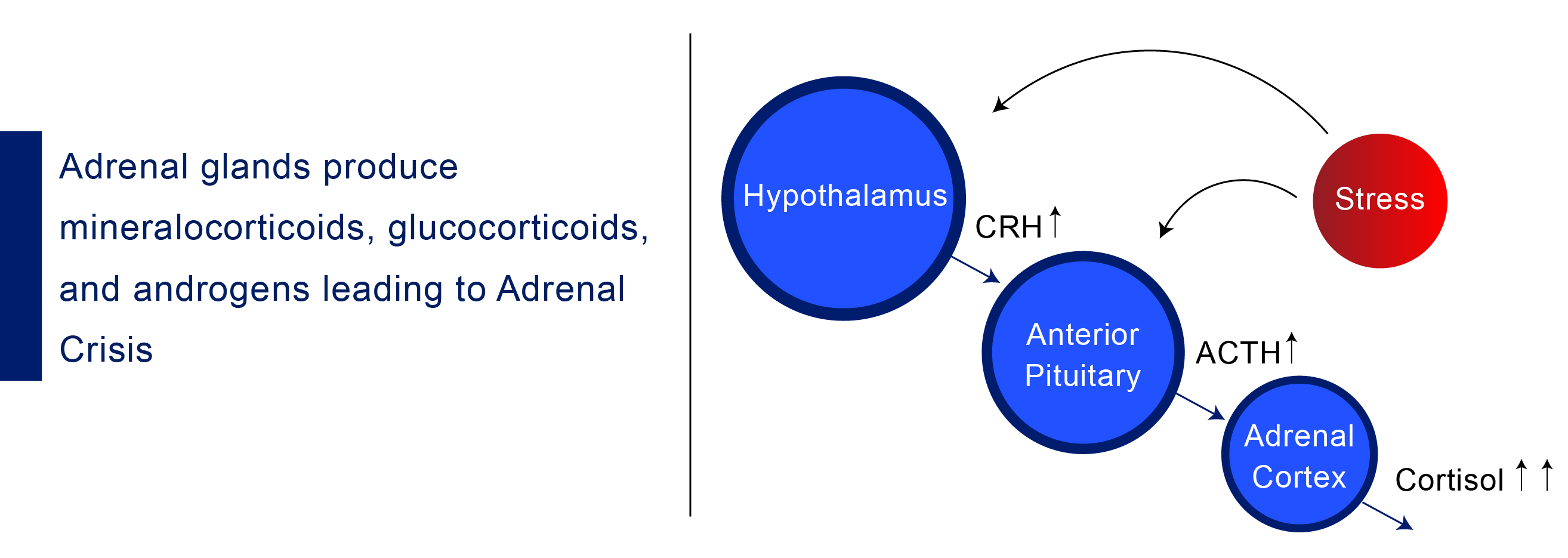 corticoids-production-leading-to-adrenal-crisis