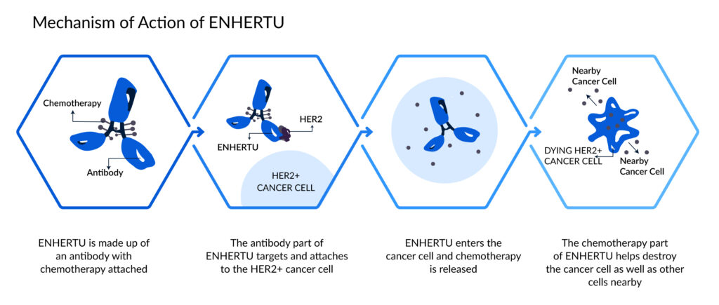 Mechanism-of-Action-of ENHERTU