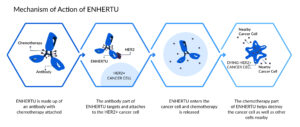 Navigating the Journey of ENHERTU in Cancer Management