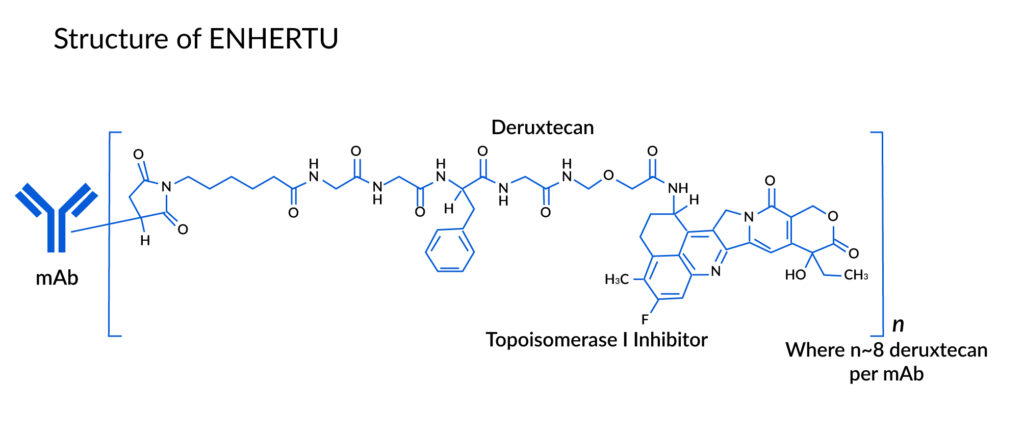 Structure of ENHERTU