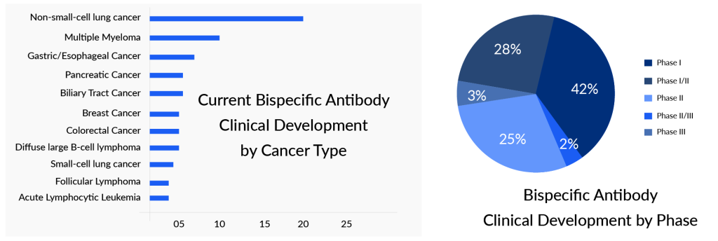 Bispecific Antibody Therapeutic Assessment