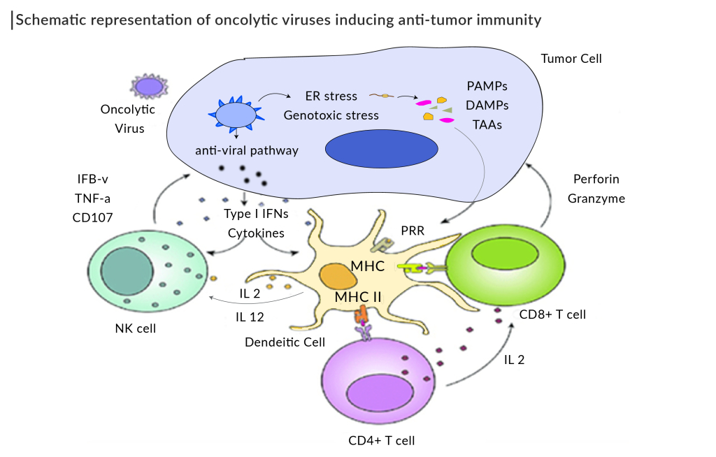 Schematic representation of oncolytic viruses inducing anti-tumor immunity