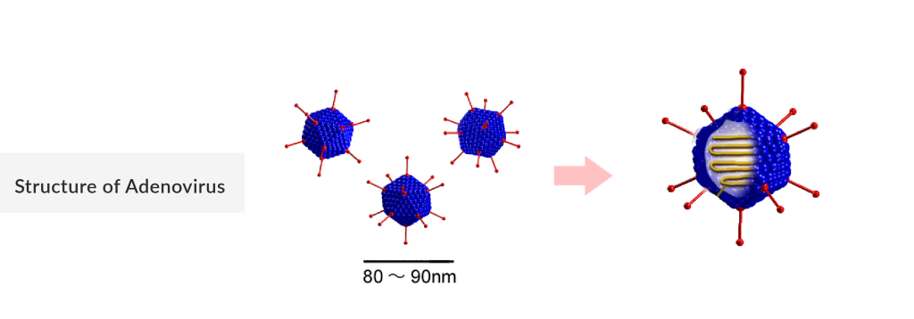 Structure of Adenovirus