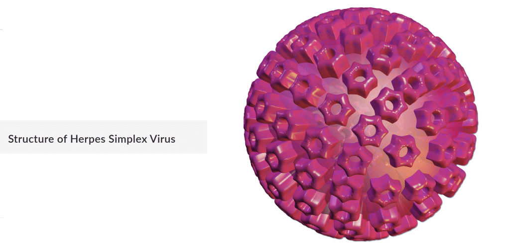 Structure of Herpes Simplex Virus