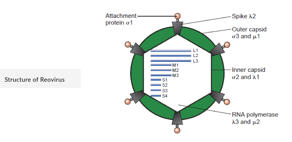 Structure of Reovirus