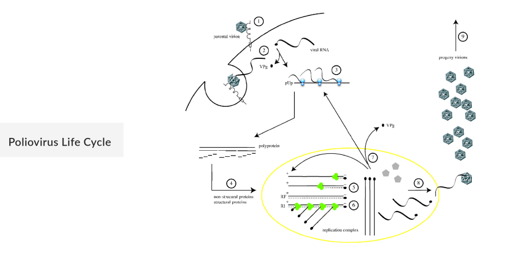 Poliovirus Life Cycle