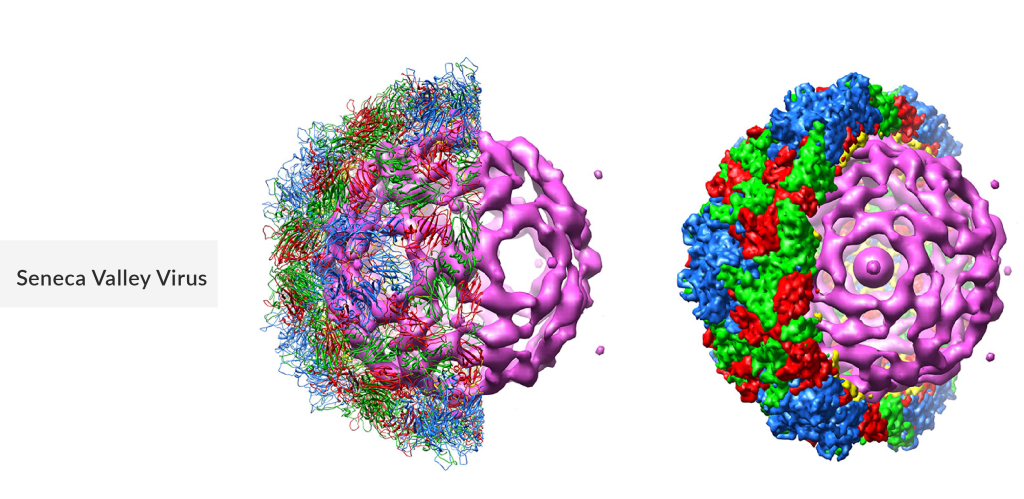 Seneca Valley Virus