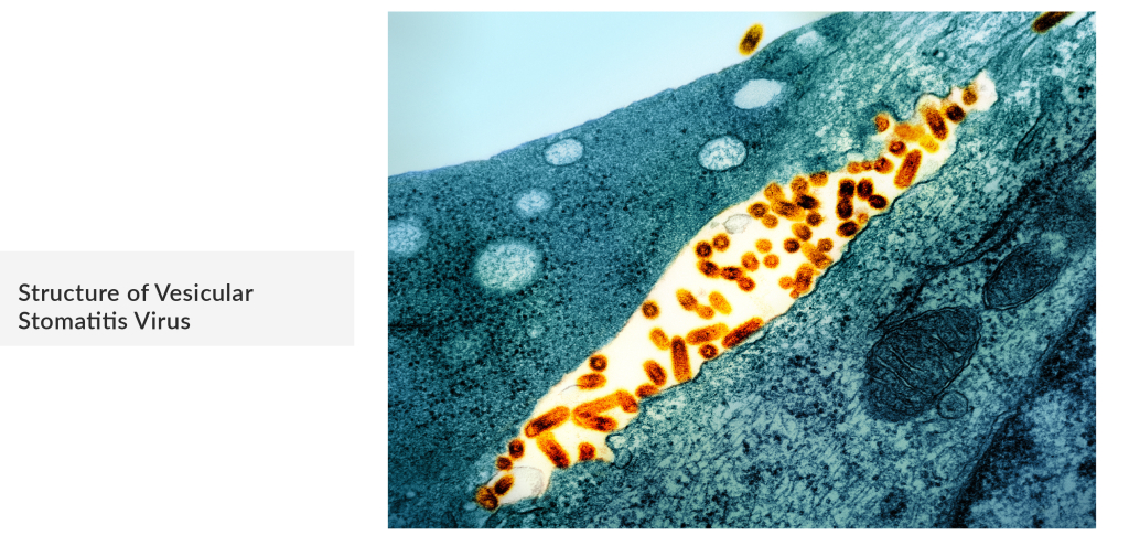 Structure of Vesicular Stomatitis Virus