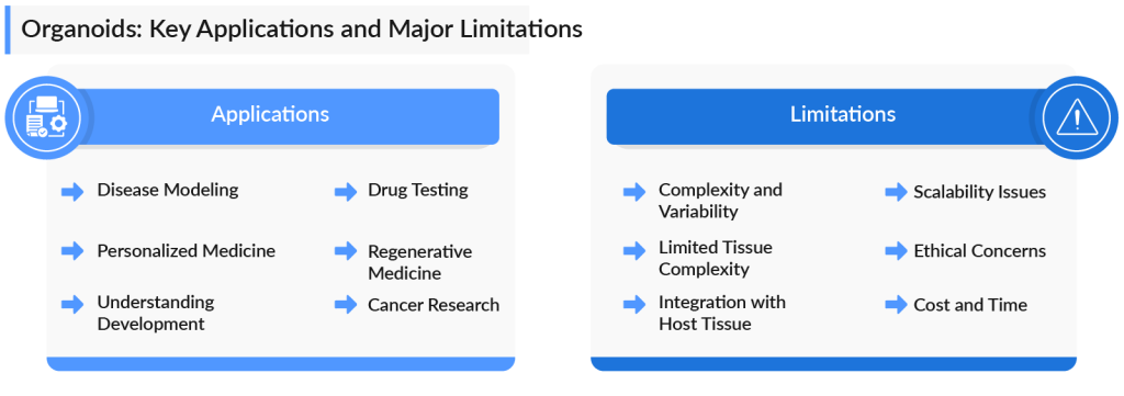 Organoids Key Applications and Major Limitations