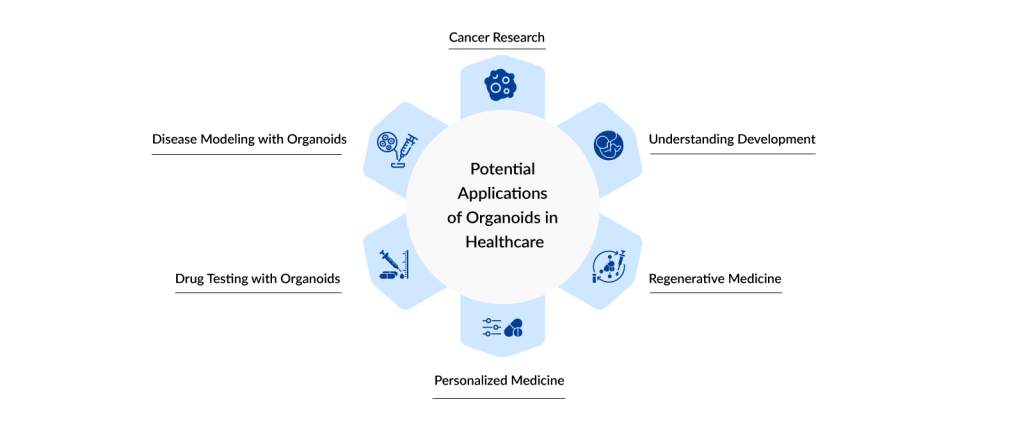 Potential Applications of Organoids in Healthcare